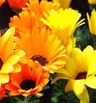 華やかなお花ですヨ！！｜「フロリストシャイン」　（大阪府大阪市淀川区の花キューピット加盟店 花屋）のブログ
