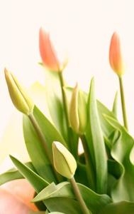 春と言えば・・・チューリップですネ！！｜「フロリストシャイン」　（大阪府大阪市淀川区の花キューピット加盟店 花屋）のブログ