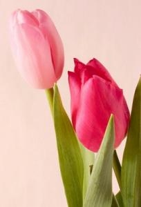 春を先取り！！｜「フロリストシャイン」　（大阪府大阪市淀川区の花キューピット加盟店 花屋）のブログ