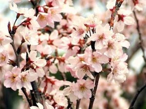 春満開！！｜「フロリストシャイン」　（大阪府大阪市淀川区の花キューピット加盟店 花屋）のブログ