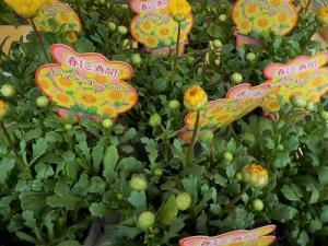 お待たせいたしました！！｜「フロリストシャイン」　（大阪府大阪市淀川区の花キューピット加盟店 花屋）のブログ