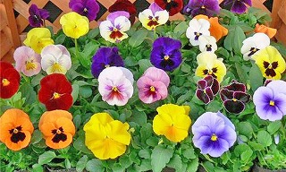 華やかなお花が楽しめます｜「フロリストシャイン」　（大阪府大阪市淀川区の花キューピット加盟店 花屋）のブログ