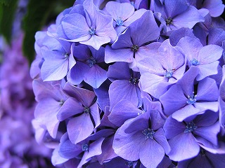 鮮やかなお花。|「フロリストシャイン」　（大阪府大阪市淀川区の花屋）のブログ