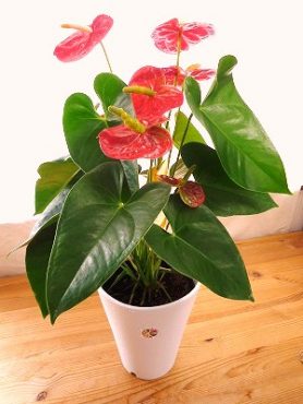 育てやすいです！！|「フロリストシャイン」　（大阪府大阪市淀川区の花屋）のブログ