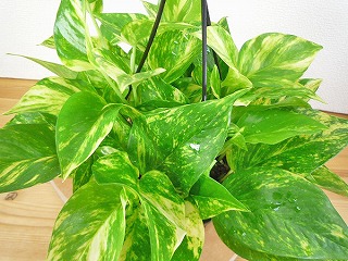 育てやすいです！！|「フロリストシャイン」　（大阪府大阪市淀川区の花屋）のブログ