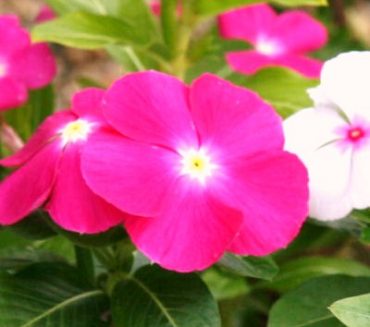 お待たせいたしました！！|「フロリストシャイン」　（大阪府大阪市淀川区の花屋）のブログ