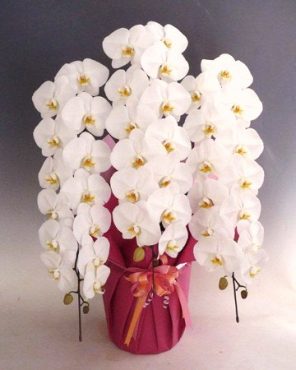 御祝のお花！！|「フロリストシャイン」　（大阪府大阪市淀川区の花屋）のブログ