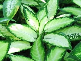 夏の観葉植物｜「フロリストシャイン」　（大阪府大阪市淀川区の花キューピット加盟店 花屋）のブログ