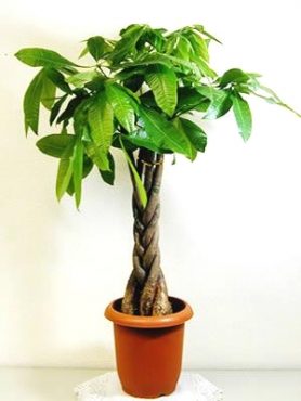 御祝などにも！！｜「フロリストシャイン」　（大阪府大阪市淀川区の花キューピット加盟店 花屋）のブログ
