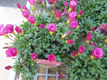 綺麗なお花！！｜「フロリストシャイン」　（大阪府大阪市淀川区の花キューピット加盟店 花屋）のブログ