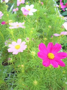 再入荷しました！！｜「フロリストシャイン」　（大阪府大阪市淀川区の花キューピット加盟店 花屋）のブログ