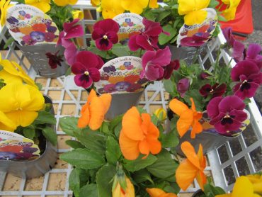 綺麗なお花 が  次々 咲きます！！|「フロリストシャイン」　（大阪府大阪市淀川区の花屋）のブログ