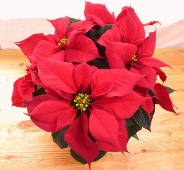 お待たせいたしました！！|「フロリストシャイン」　（大阪府大阪市淀川区の花屋）のブログ