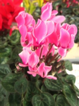 お待たせいたしました！！｜「フロリストシャイン」　（大阪府大阪市淀川区の花キューピット加盟店 花屋）のブログ