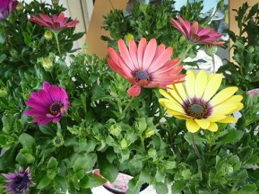 今からオススメ！！|「フロリストシャイン」　（大阪府大阪市淀川区の花屋）のブログ