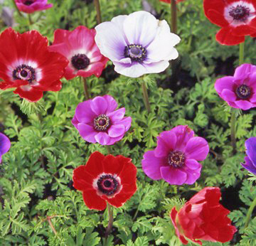 春を感じる！！｜「フロリストシャイン」　（大阪府大阪市淀川区の花キューピット加盟店 花屋）のブログ