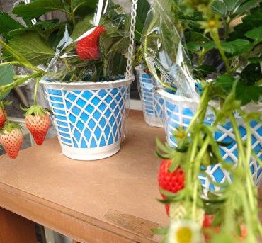 お子様に大人気！！｜「フロリストシャイン」　（大阪府大阪市淀川区の花キューピット加盟店 花屋）のブログ