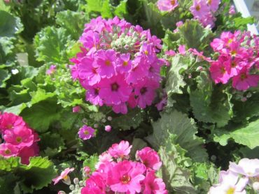 春を先取り！！｜「フロリストシャイン」　（大阪府大阪市淀川区の花キューピット加盟店 花屋）のブログ