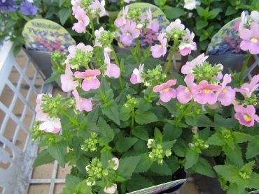 かわいいお花！！|「フロリストシャイン」　（大阪府大阪市淀川区の花屋）のブログ