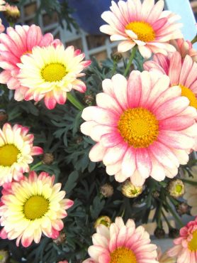 育てやすいお花！！｜「フロリストシャイン」　（大阪府大阪市淀川区の花キューピット加盟店 花屋）のブログ