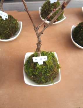 春を先取り！！｜「フロリストシャイン」　（大阪府大阪市淀川区の花キューピット加盟店 花屋）のブログ