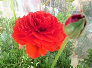 今が旬！！|「フロリストシャイン」　（大阪府大阪市淀川区の花屋）のブログ