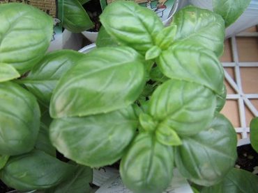 お待たせいたしました！！｜「フロリストシャイン」　（大阪府大阪市淀川区の花キューピット加盟店 花屋）のブログ