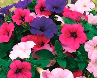 大人気商品！！|「フロリストシャイン」　（大阪府大阪市淀川区の花屋）のブログ