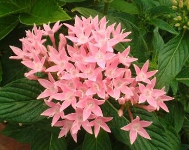 今からシーズンです！！|「フロリストシャイン」　（大阪府大阪市淀川区の花屋）のブログ
